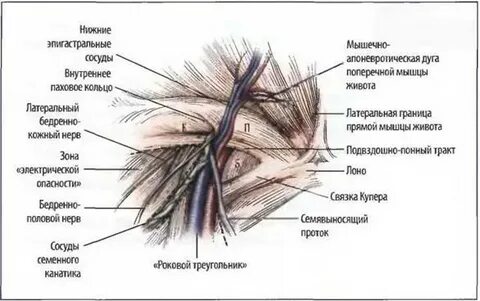 Паховые связки у женщин расположение