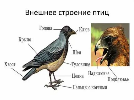 Внешнее строение птицы рисунок с подписями