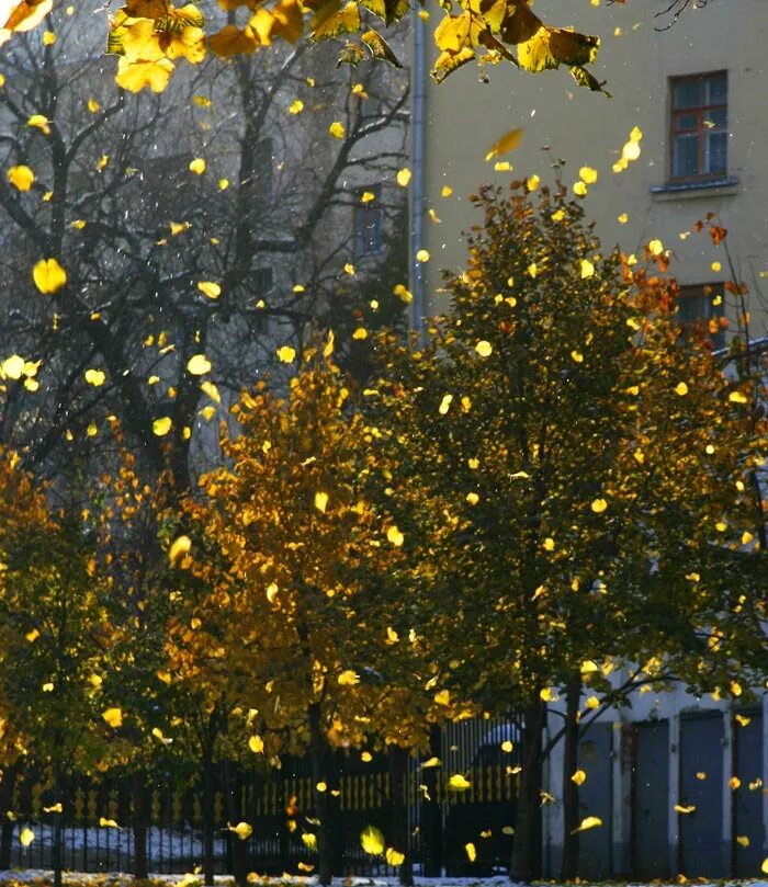 Осень листопад. Листья кружатся. Листопад кружит. Золотые листья кружатся. Падает снег и кружатся листья