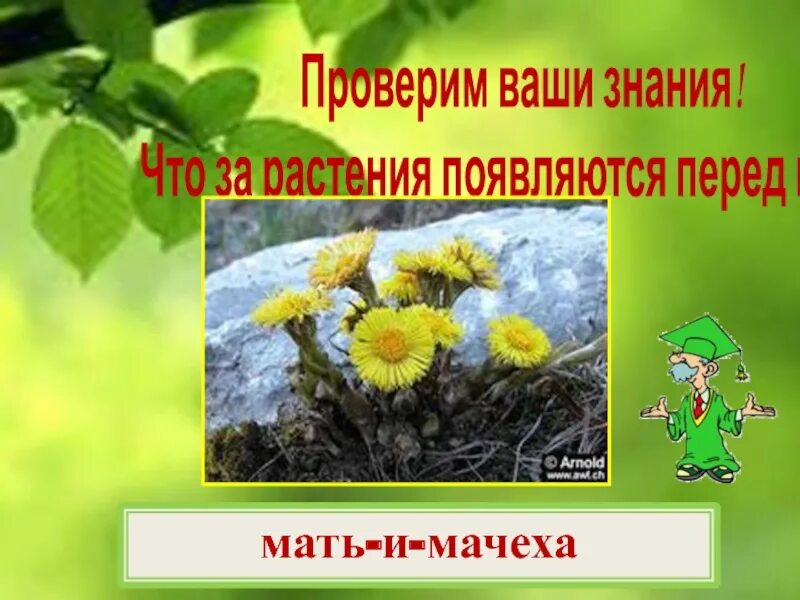 Весеннее Пробуждение растений. Весеннее Пробуждение растений 2 класс. Весеннее Пробуждение растений 2 класс окружающий мир. Окружающий мир весеннее пробуждение растений 2 класс