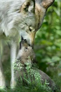 Wolves wildlife