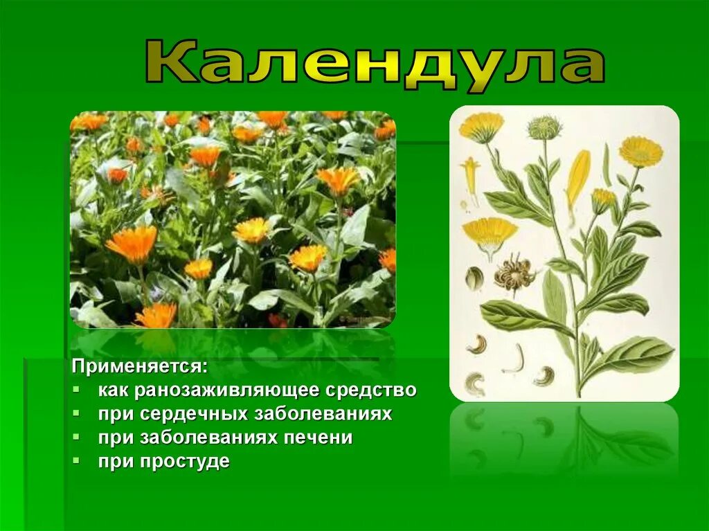 Лечебные растения. Лекарственные растения для детей. Лекарственные растения леса. Зеленая аптека лекарственные растения. Лекарственные растения в детском саду.