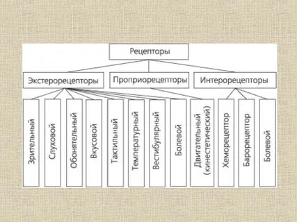 Интерорецепторы