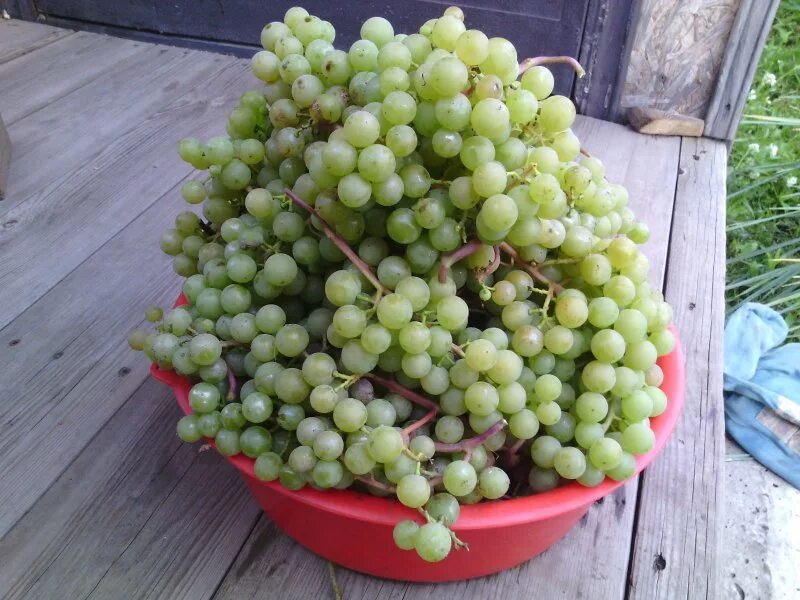 Кишмиш нижний. Ведро винограда. Ранний сорт виноград ведро. Белый виноград в ведре. Ведро для сбора винограда.