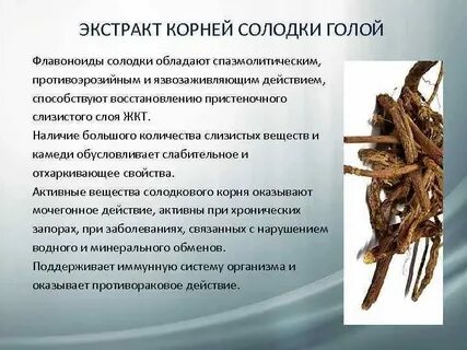 Корень солодки густой
