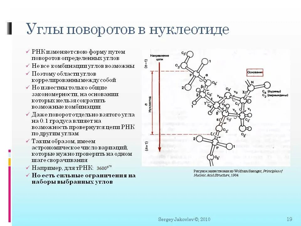 Вычисли угол рнк. Торсионный угол. Графическое моделирование торсионных углов полинуклеотидной цепи. Компактное сворачивание РНК. Торсионные углы пептидной связи.