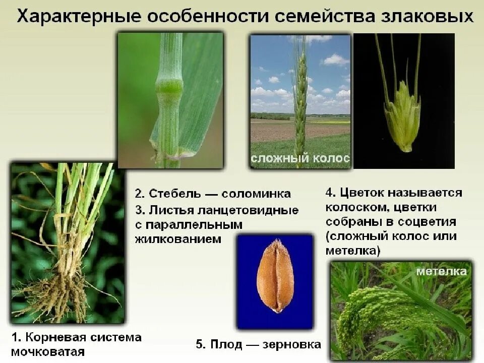 Покрытосеменные злаковые. Однодольные растения семейство злаки. Признаки семейства Однодольные злаковые. Класс Однодольные семейство зл. Однодольные злаковые представители.