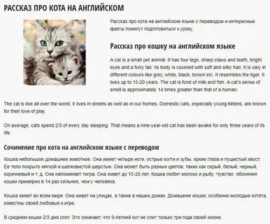 Монолог описание кота