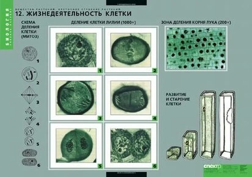 Соединения растительных клеток. Комплект таблиц «вещества растений. Клеточное строение» (12 таблиц). Вещества растений клеточное строение 12 таблиц. Типы роста клеток растений. Комплект таблиц "строение вещества".