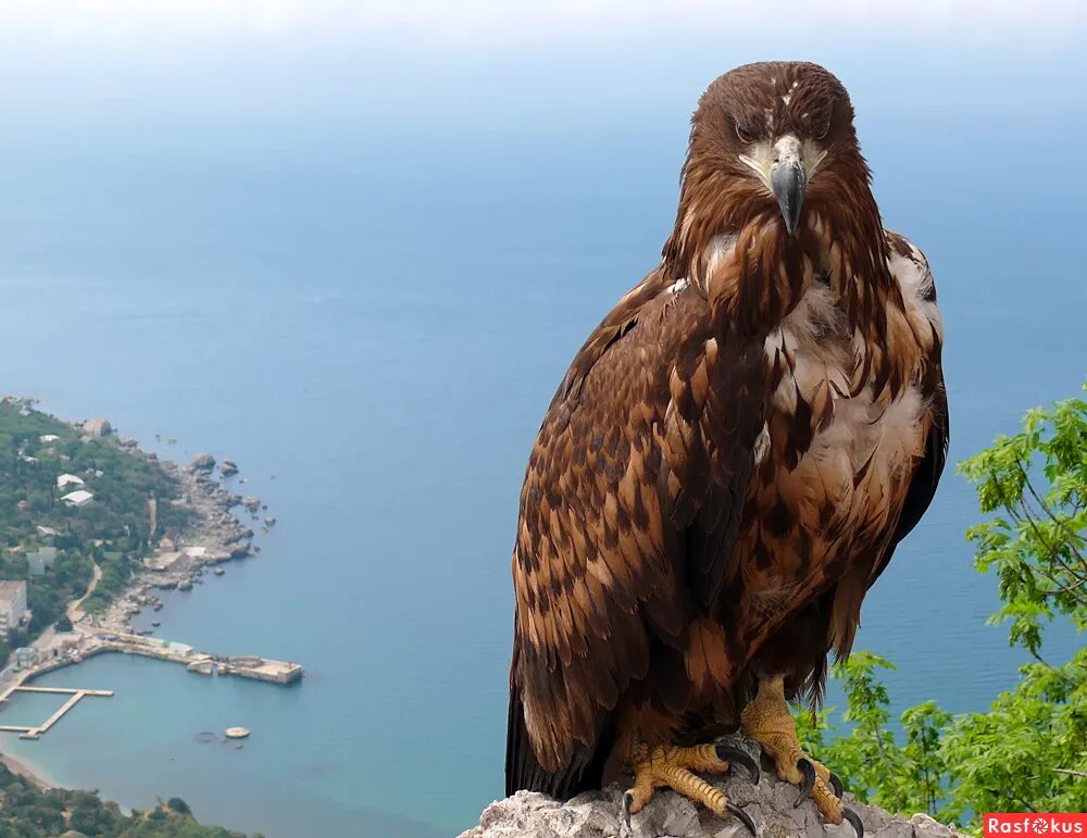 Суровый взор. Суровый взор. Иуда демотиватор. Люди из сибири. Суровый взор.