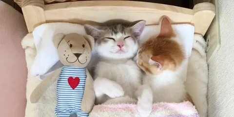 Кот братик