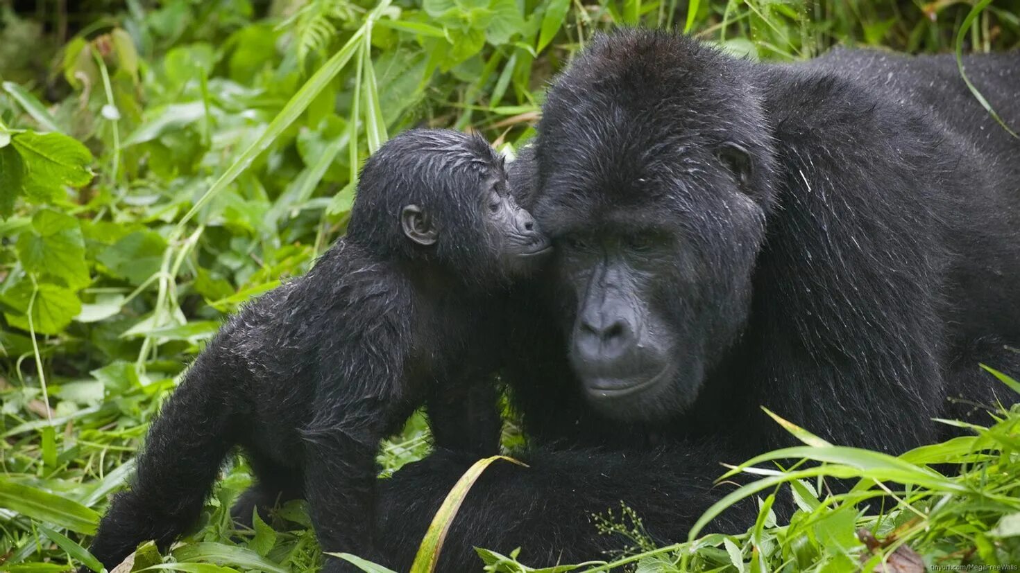 Горилла Бвинди. Национальный парк горилл Уганда. Национальный парк Бвинди животные. Человекообразные обезьяны гориллы. Наблюдать обезьяна