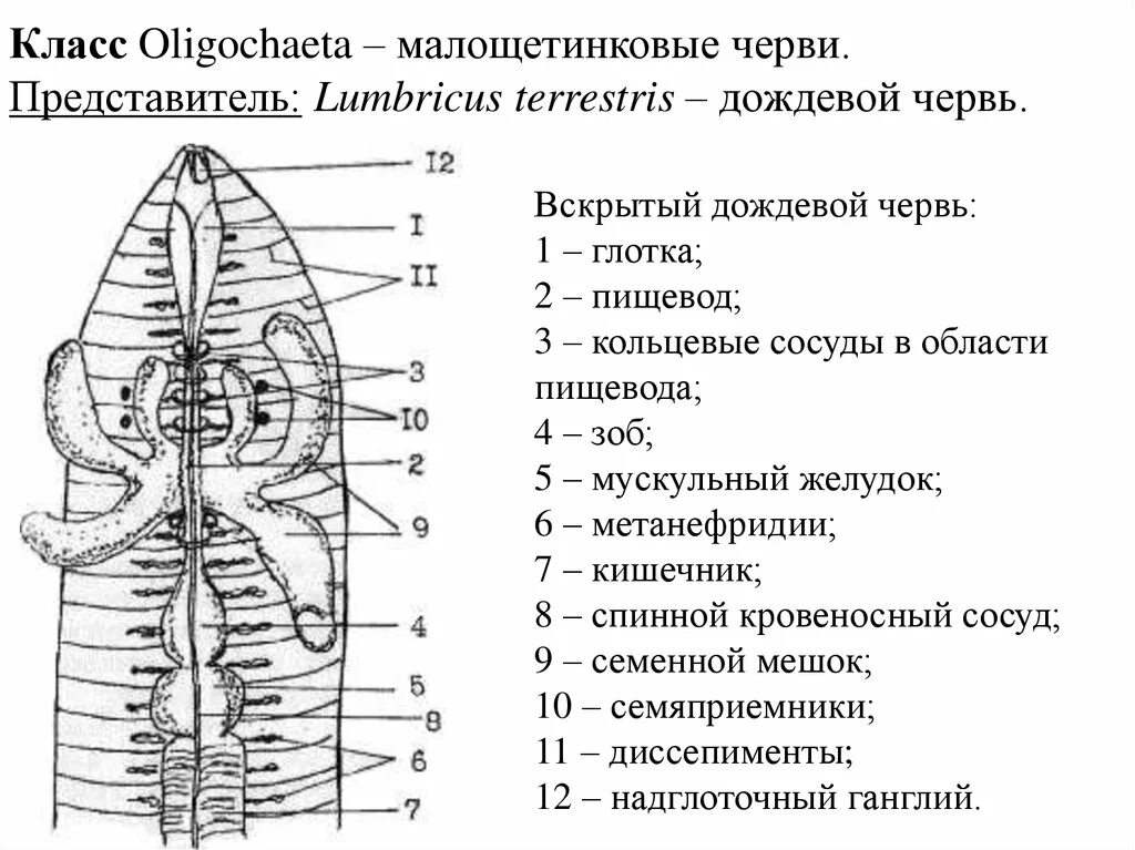 Рисунок строения червя. Схема вчкрытия кольчато го червя. Внутреннее строение дождевого червя в разрезе. Схема вскрытия кольчатого червя. Малощетинковые черви строение.