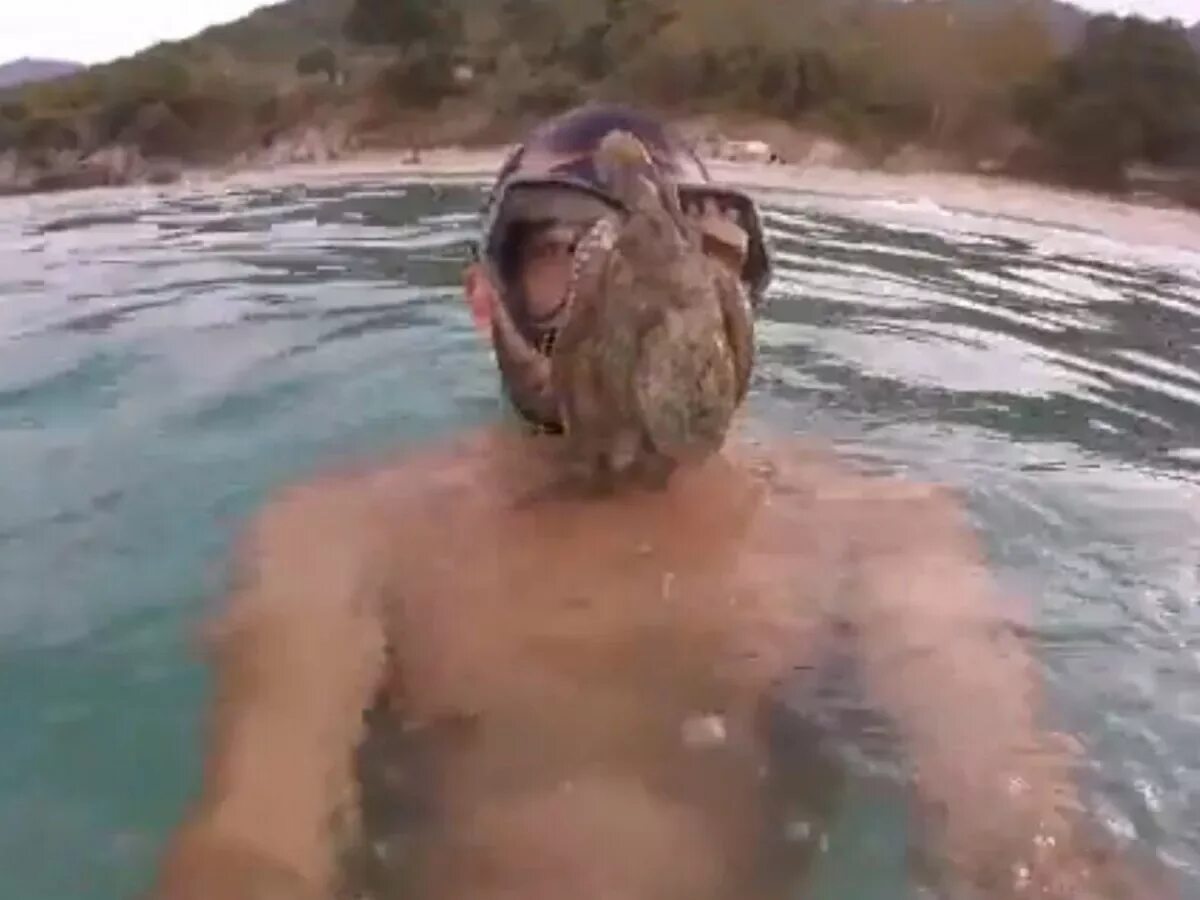Diving face split
