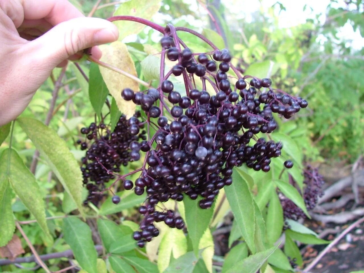 Бузина черная (Sambucus nigra). Elderberry Бузина. Черная ягода Elderberry. Бузина черная Obelisk. Бузина съедобная