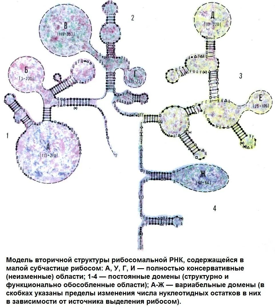 рибосомная рнк строение. рибосома трнк ирнк. структура рибосомной рнк. образование субъединиц рибосом. полисома синтез белка.
