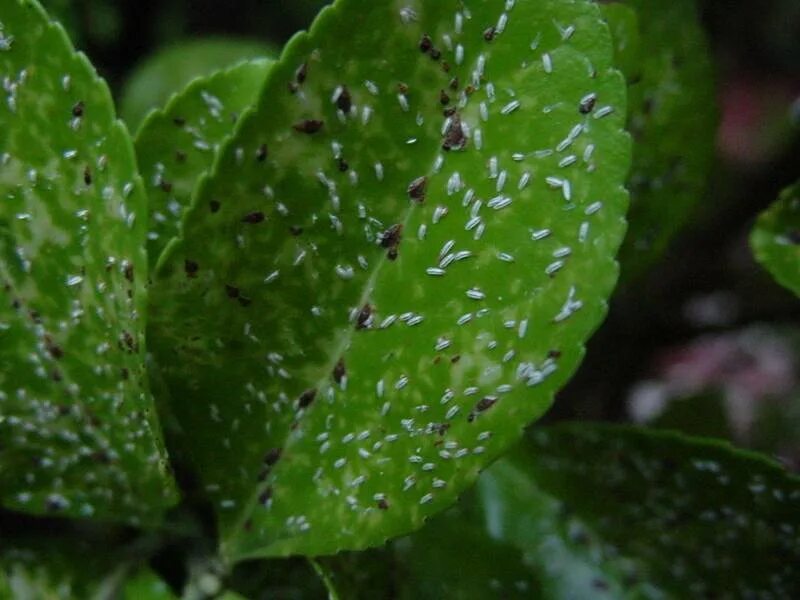 замиокулькас щитовка. бересклетовой щитовки (unaspis euonymi),. пальмовая щитовка. щитовка на бересклете. тля щитовка.