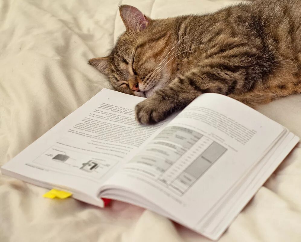 почему кошки читают. кот с книгой. кот читатель. котик с книжкой. коты читают книги приколы.