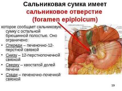 Печеночную и преджелудочную сумки разделяет