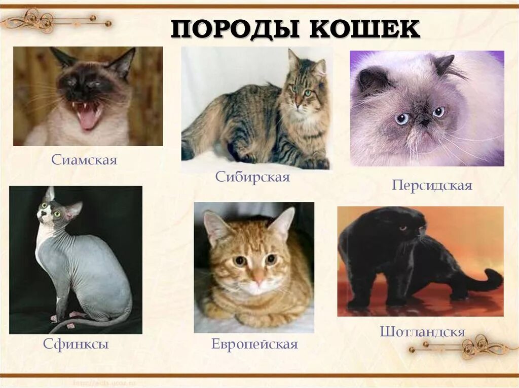 Породы кошек с названиями. Кошки разных пород и их названия. Породы кошек по алфавиту. Многообразие пород кошек. Породы кошек с описанием.