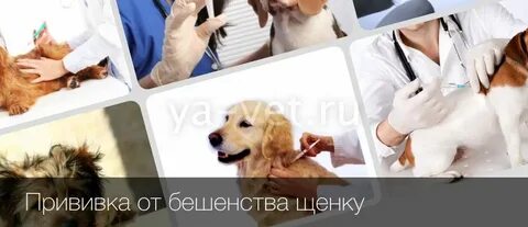 Собака укусила делают уколы