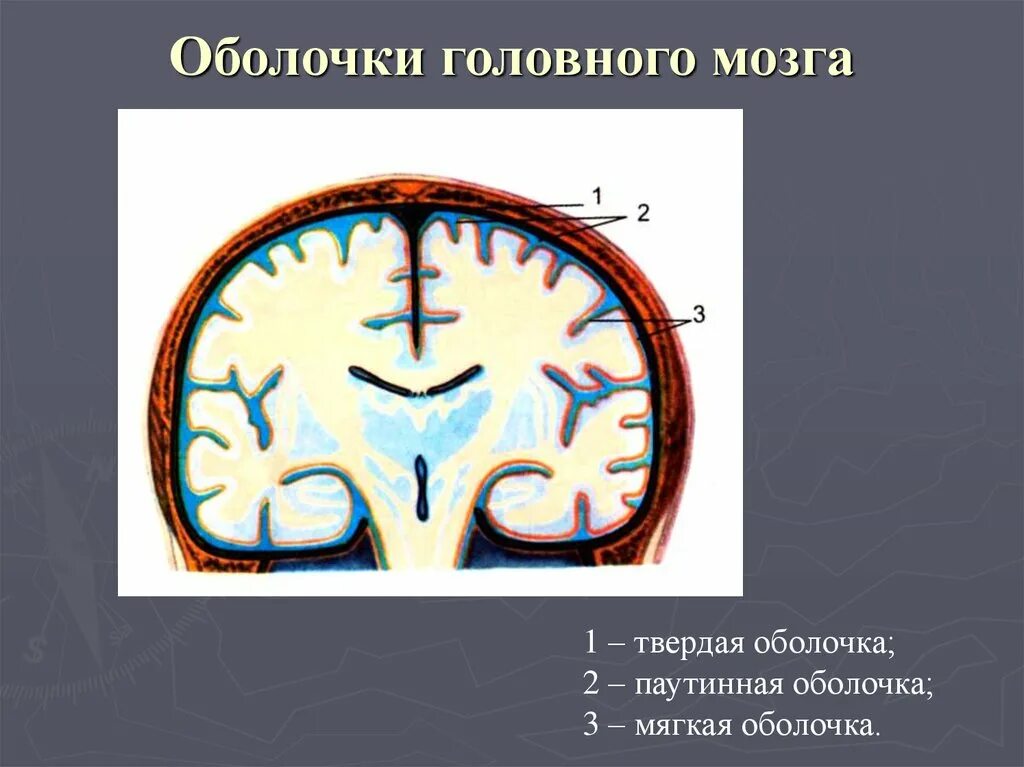 Головной мозг покрыт оболочками. Мозговые оболочки головного мозга топографическая анатомия. Клиническая анатомия оболочек головного мозга. Оболочки головного мозга рисунок. Оболочки конечного мозга.