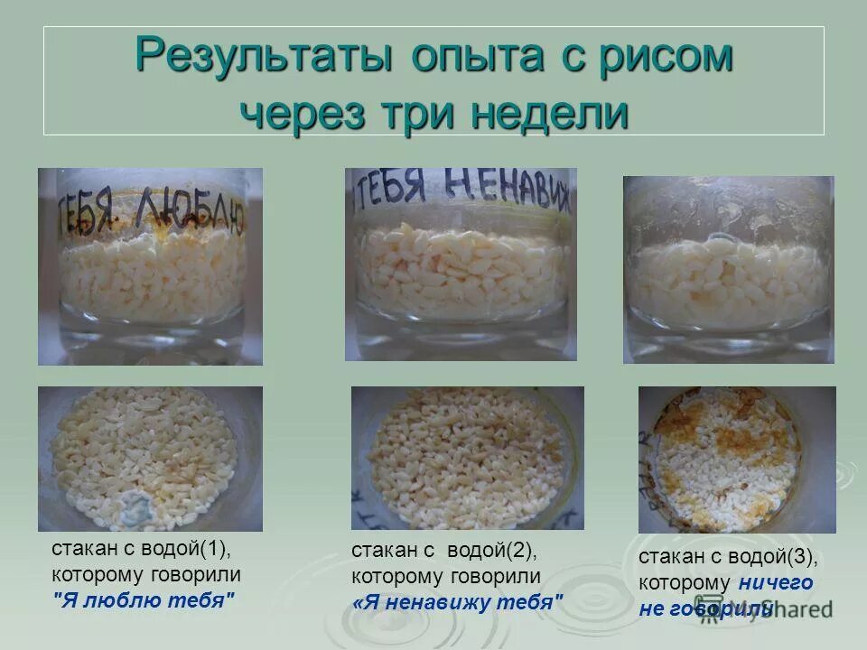 Масару эмото эксперимент с рисом. Эксперимент с рисом. Проведение опыта примеры. Эксперимент с банкой и рисом. Две банки с рисом.