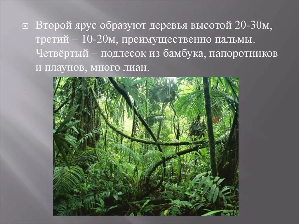 Тропический пояс 6 класс география. Жизнь в тропическом поясе. Тропический пояс. Тропический пояс презентация. Растения тропического пояса.