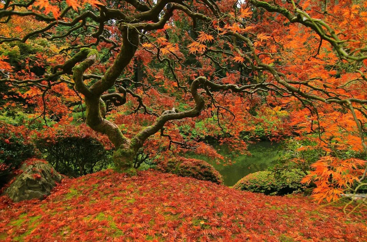 Может ли вас взволновать красота осеннего леса. Осень в Японии. Осенний лес в Японии. Японский осенний пейзаж. Японский лес осенью.