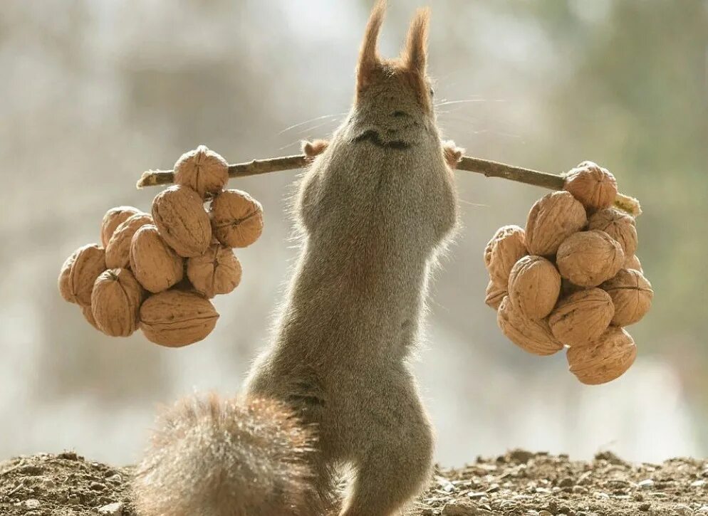 Белка продает орешки. Герт Вегген белки. Geert Weggen белки. Фотограф Герт Вегген белка. Белка с орехом.