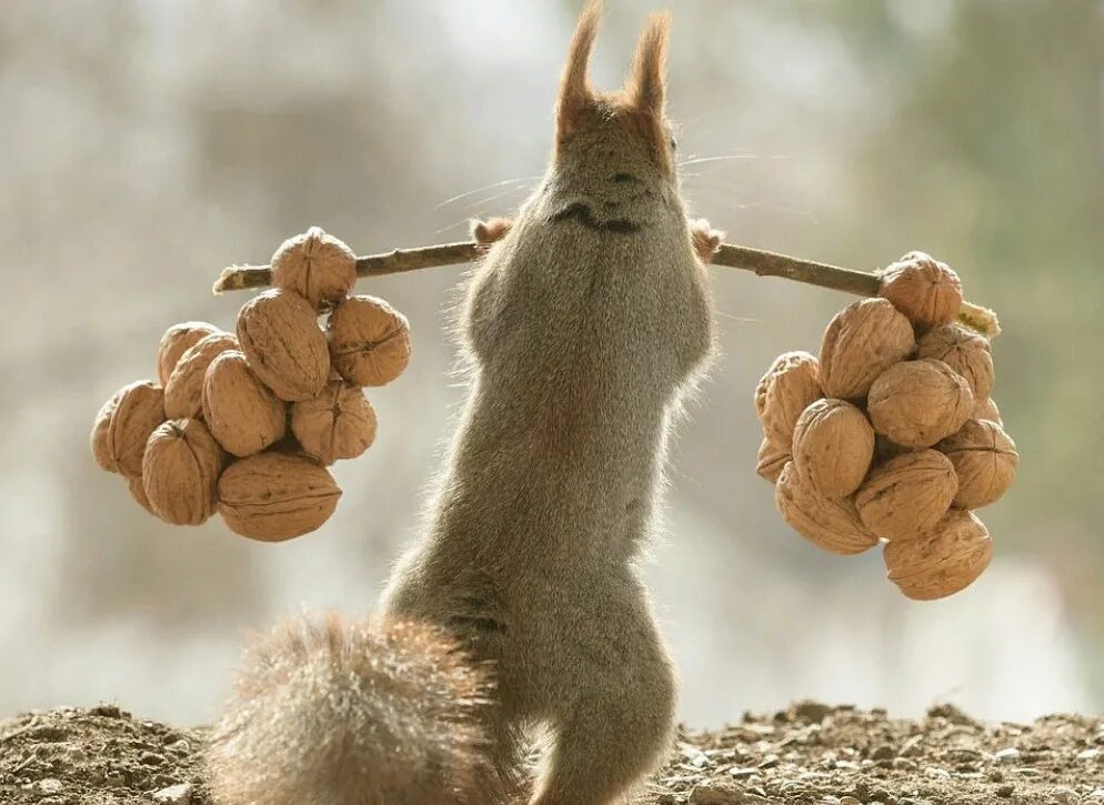 Герт Вегген белки. Geert Weggen белки. Фотограф Герт Вегген белка. Белка с орехом.