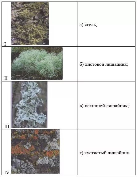Тест лишайники 7 класс биология. Названия лишайников 7 класс биология. Тест по биологии 5 класс лишайники. Название лишайников 7 класс. Тест на тему лишайники.