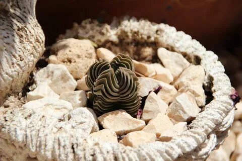 Rock planting