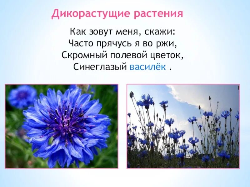 Полевые цветы стих 3 класс