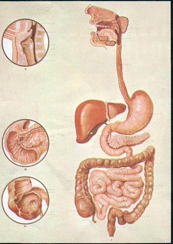 Digestive organs