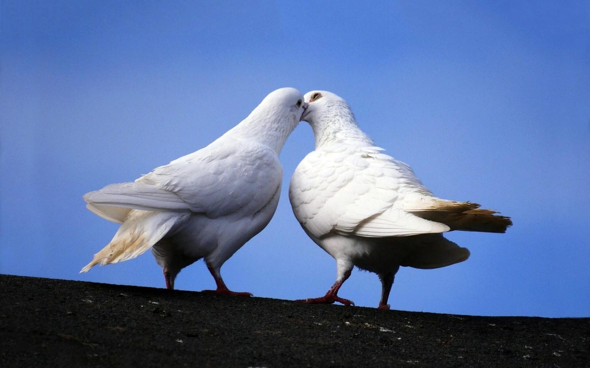 Двое белых. Белый голубь. Пара голубей. Белая птица.