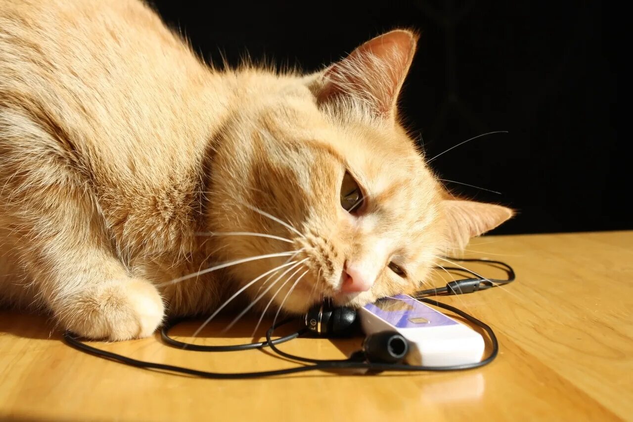 Включи подкаст кота аудиоверсия. Наушники котики. Кот в наушниках. Животные с наушниками. Кот слушает.