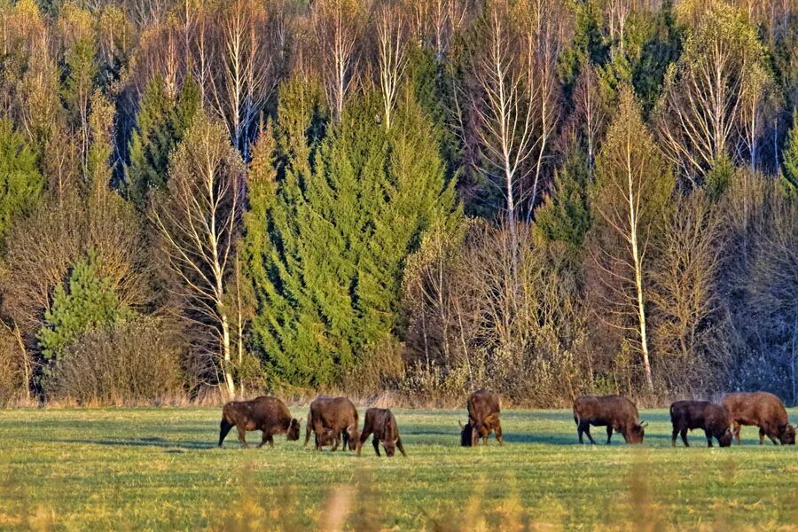 Самое в орловской области. Национальный парк Орловское Полесье. Национальный парк Орловское Полесье ЗУБР. Национальный парк Орловское Полесье Орловская область. Зубры в Орловском Полесье.