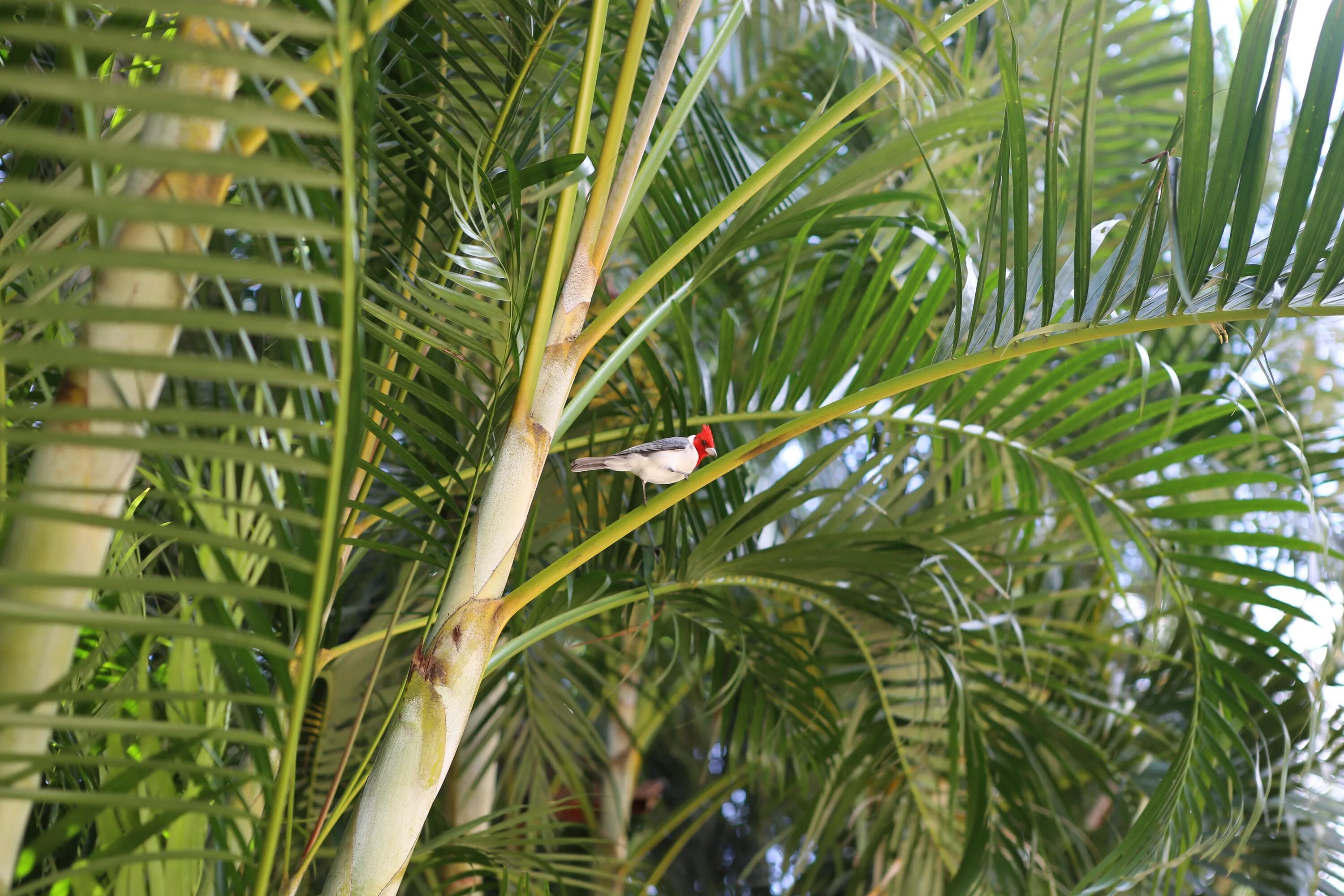 Thrinax parviflora (тринакс, пальма). Пальмовые листья. Дипсис мадагаскарский. Тростниковая пальма хамедорея. Рапис алисия.