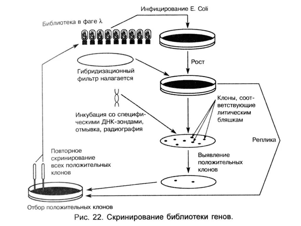 Презентация "Методы изучения наследственности человека"