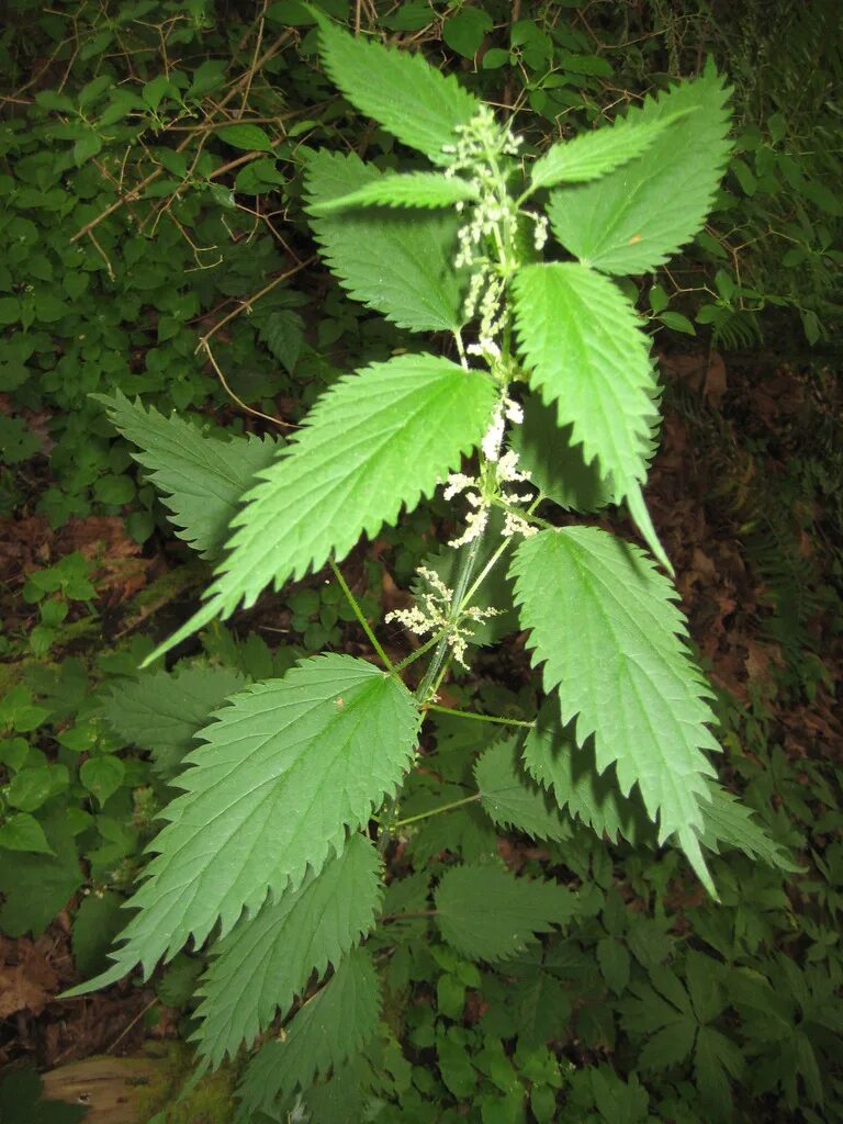 Крапива (Urtica dioica). Крапива двудомная (Urtica dioica). Крапива двудомная (Urtica dioica l.). Крапива двудомная (Urtica dioica) ареал. Маленькая крапива