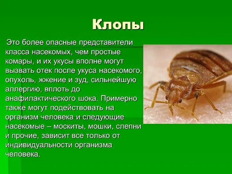 Какие болезни переносят клопы. Насекомые клопы постельные рассказ. укус насекомых постельный клоп.
