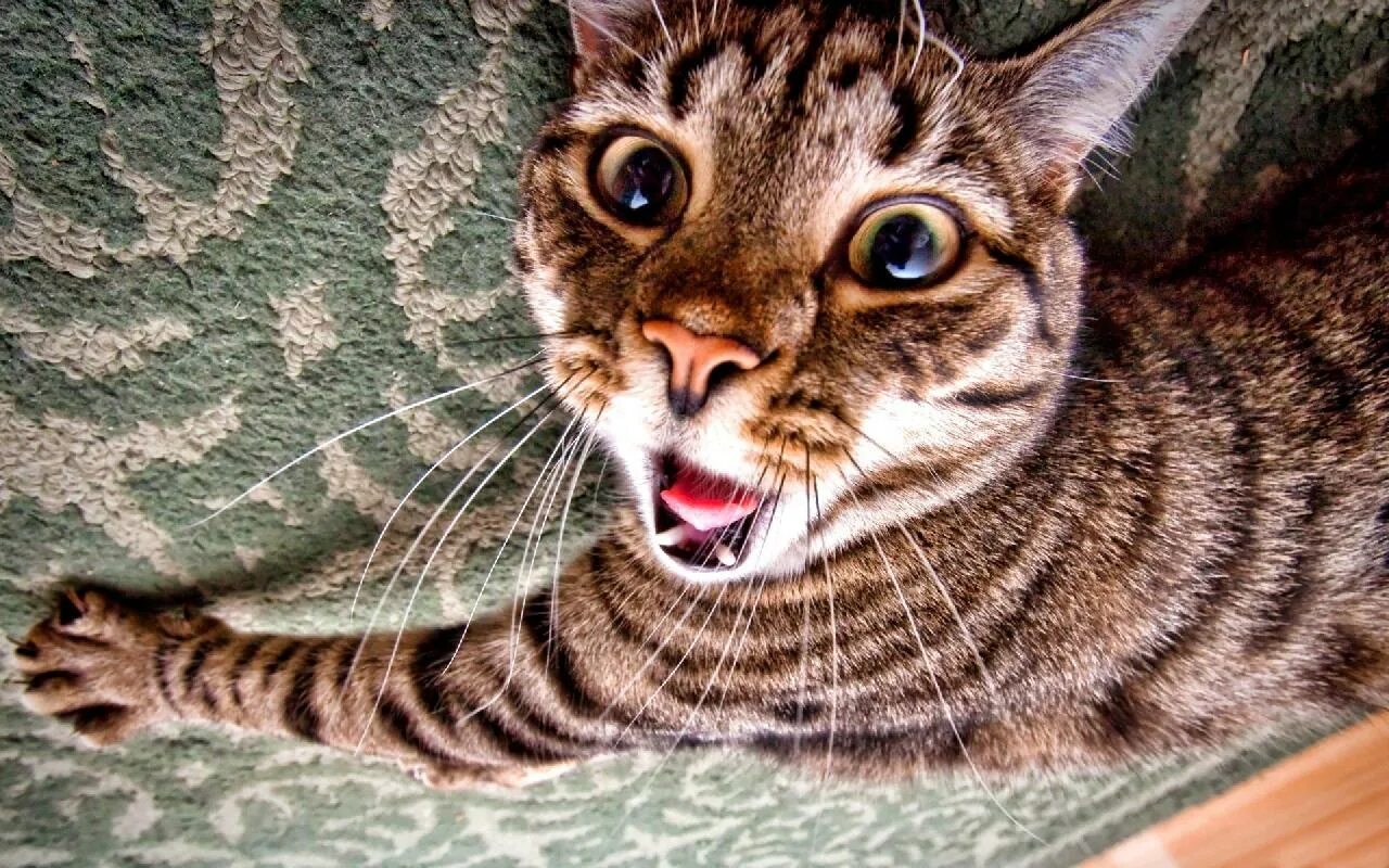 Коти нет. Котики смешные. веселый кот. прикольный кот. морда кота.