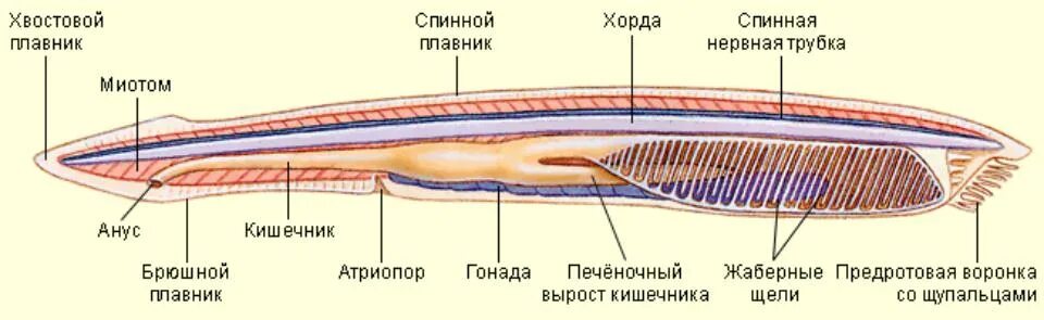 Хордовые на спинной стороне тела. Пищеварительная система ланцетника. Трубчатая нервная система ланцетника. Строение нервной системы ланцетника. Структуры внутреннего стояния ланцетника.