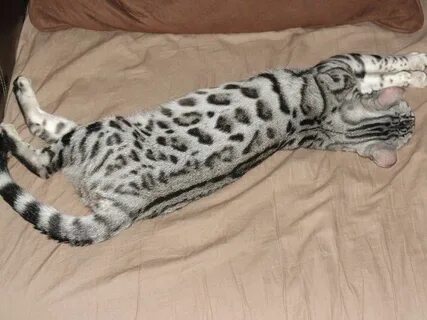 Купите 8 кота