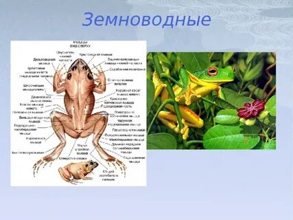 Внутреннее оплодотворение у земноводных