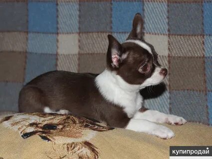Чихуахуа нижний новгород