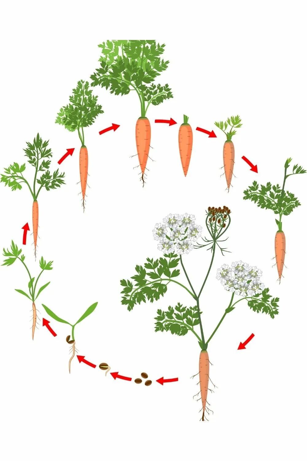 Цикл роста моркови. Стадии роста моркови. Фазы развития моркови. Цикл развития Морковии для детей.