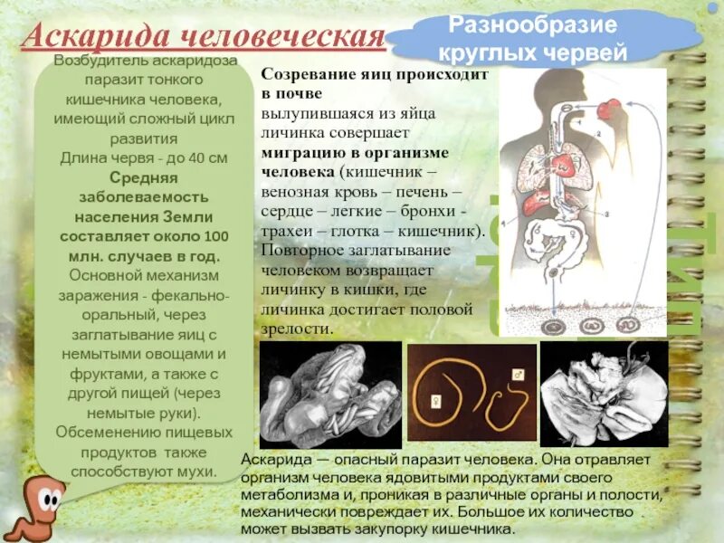 Какой вред могут причинить взрослые аскариды человеку. Профилактика аскаридоза памятка. Буклет для детей на тему паразиты человека. Круглый червь человеческая аскарида. Профилактика от аскариды человеческой.