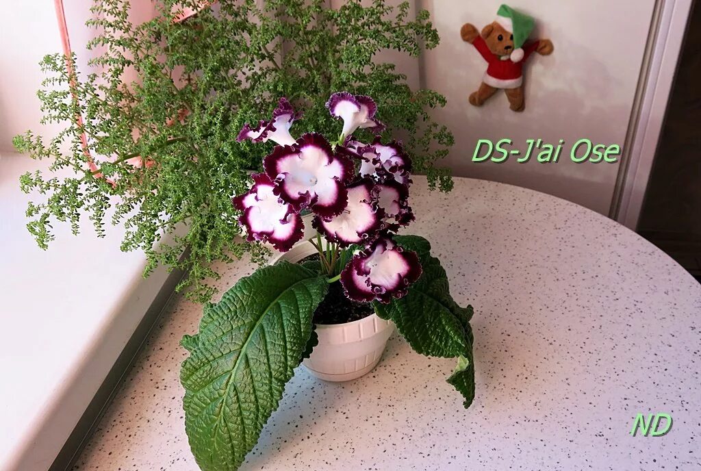Ds j e. Ds j e